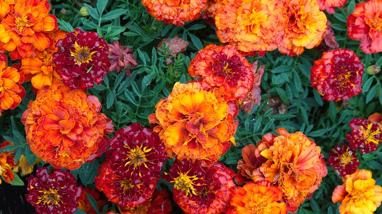 marigolds