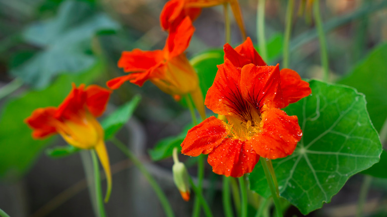 Nasturtiums