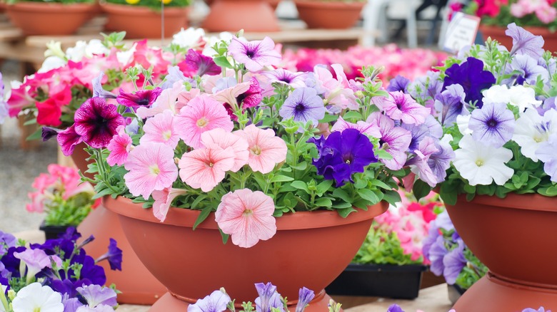 potted petunias