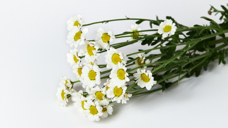 Pyrethrum