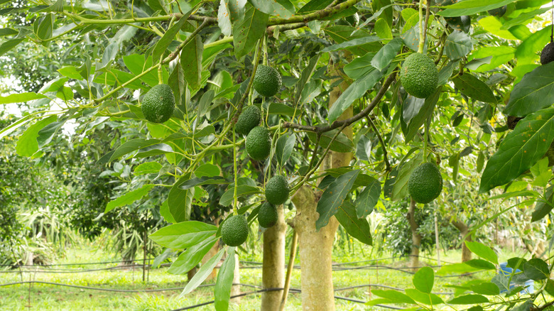 Avocados in trees