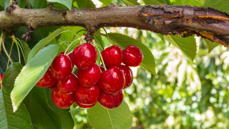 Ripe cherries on cherry tree