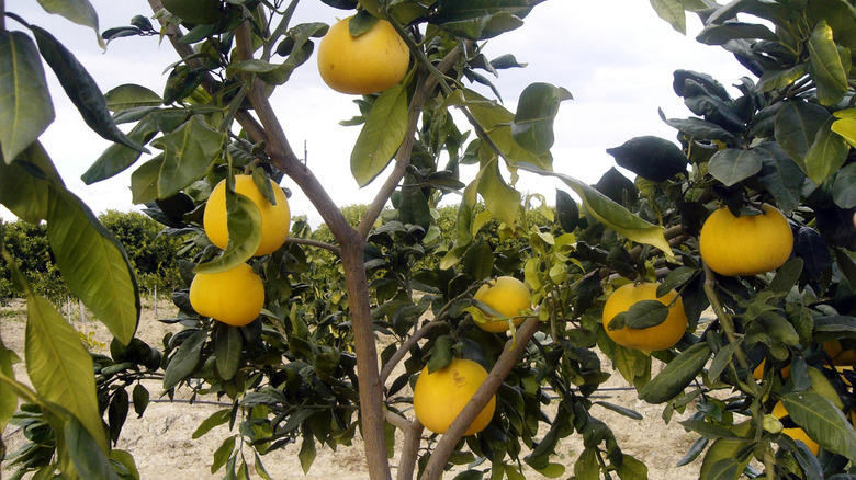 Grapefruit tree