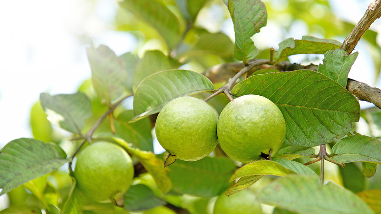 Bunch of guava fruits