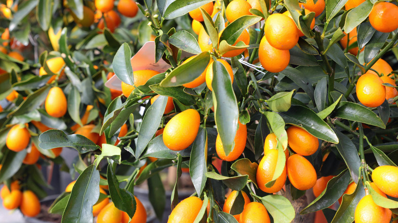 Small citrus fruits called kumquats