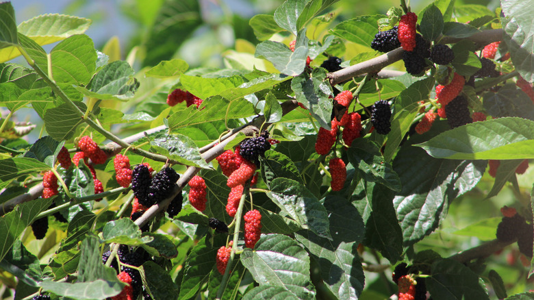 Red, black mulberries on tree