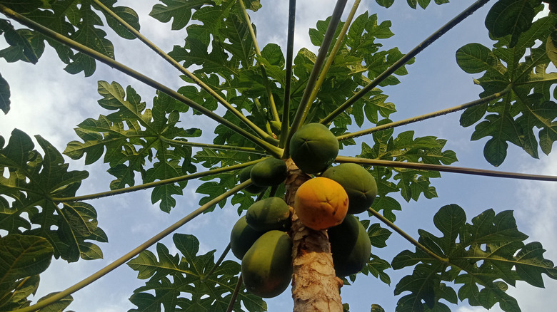 Orange and green papaya fruits