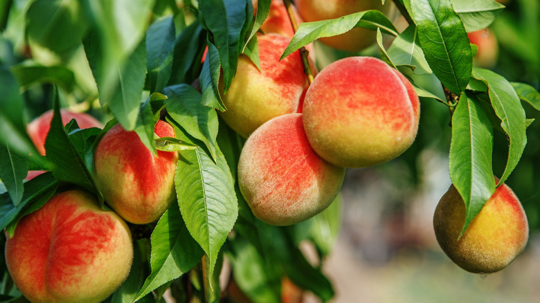 Ripe sweet peach fruits