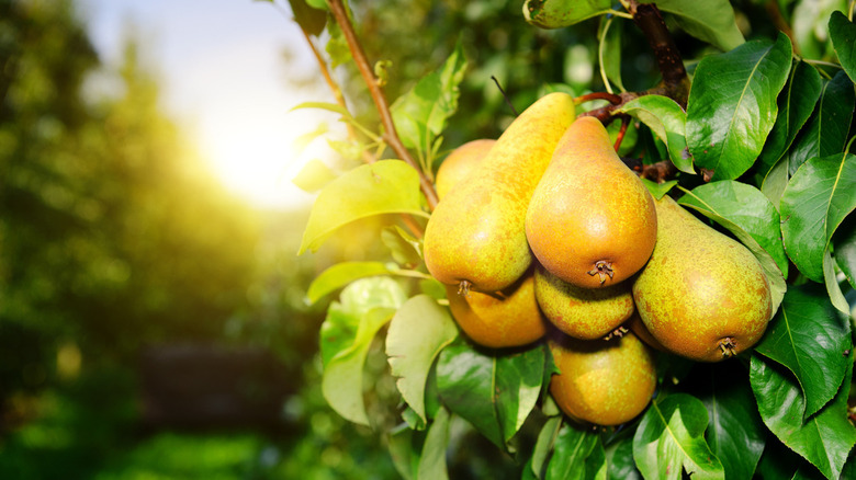 Organic pears on tree branch