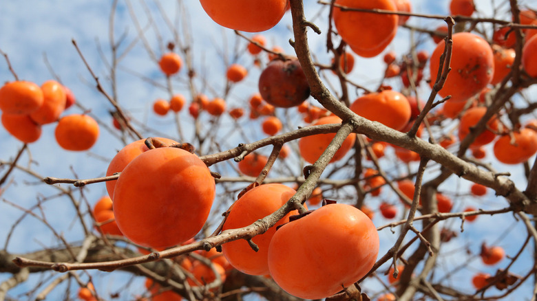 Ripe orange Korean persimmons