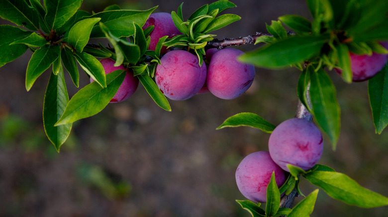 Fresh plums on treee