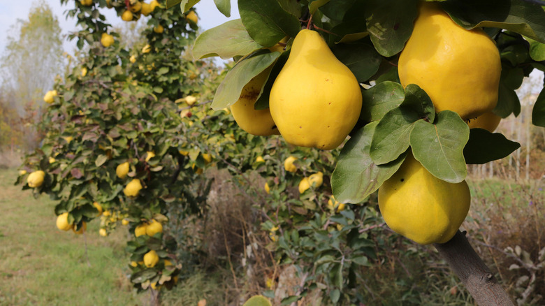 Ripe yellow quinces