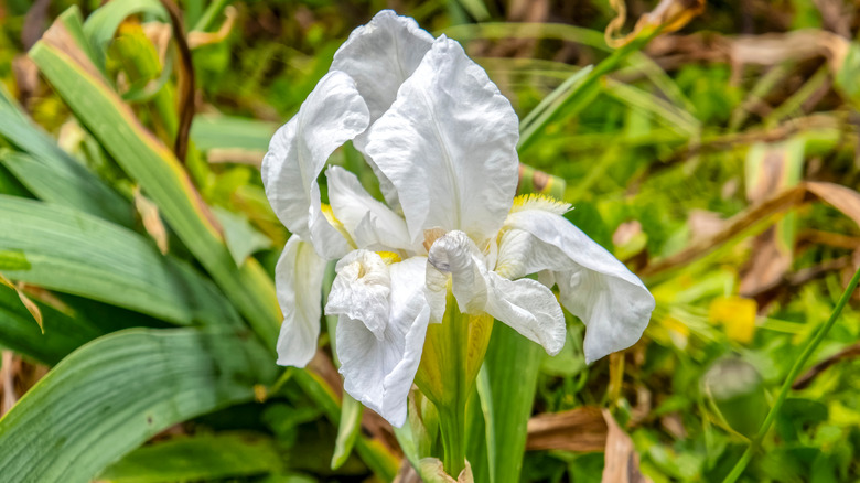 white bearded iris