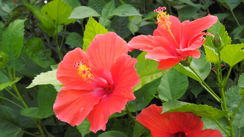 hibiscus rosa sinensis flower