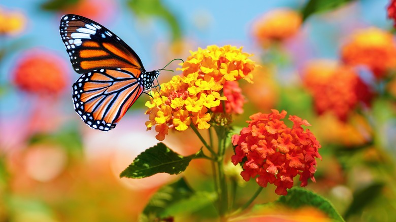 butterfly on lantana flowers