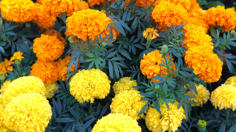 yellow and orange marigolds