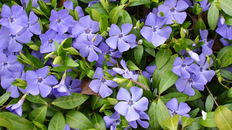 vinca minor periwinkle flowers