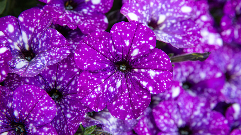 purple speckled petunias