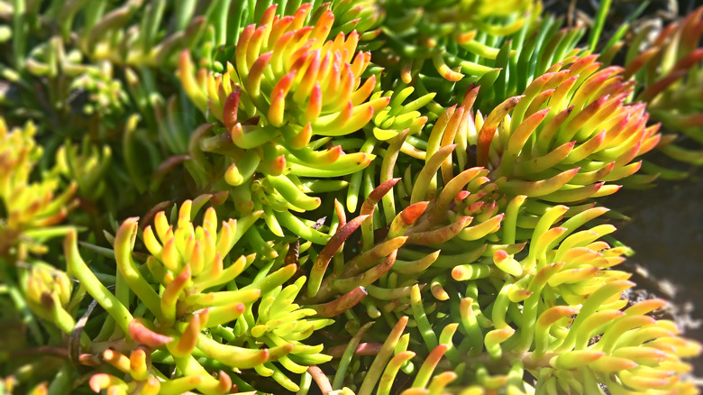 sedum angelina plant