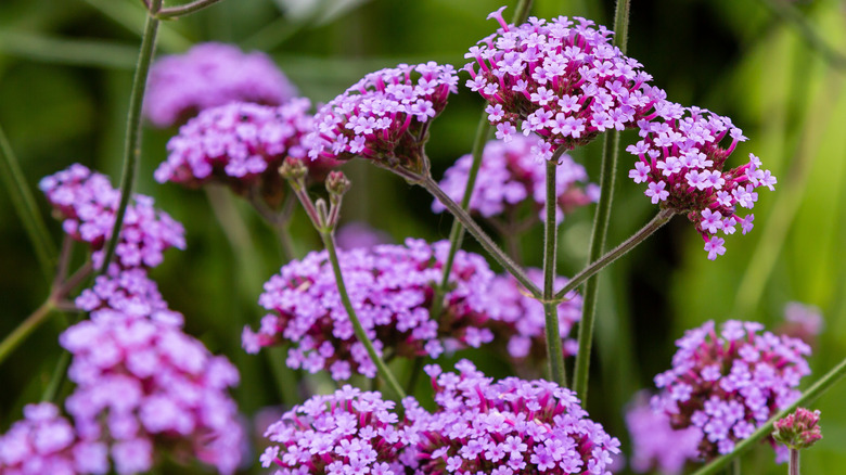 purple verbena flowers