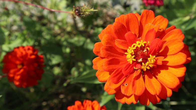 close up of zinnia flower