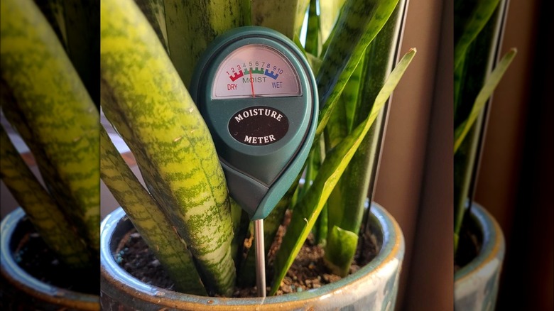 Soil moisture meter inserted in the soil of a potted plant