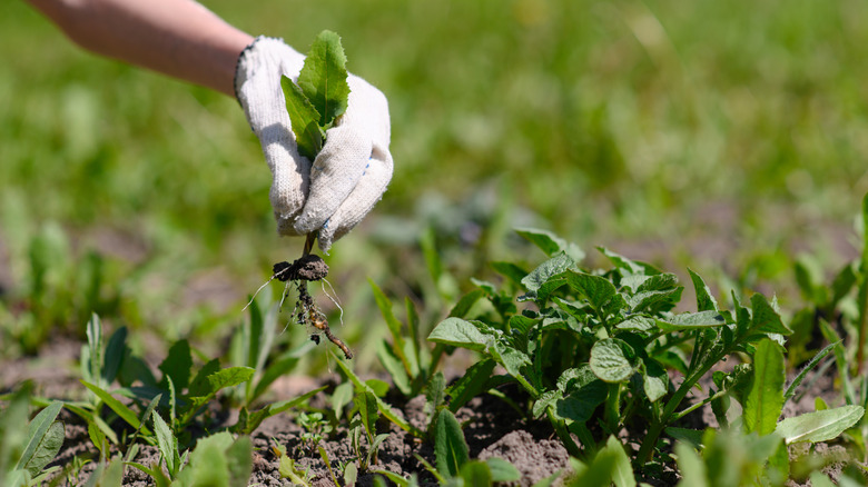 gloved hand pulling weeds