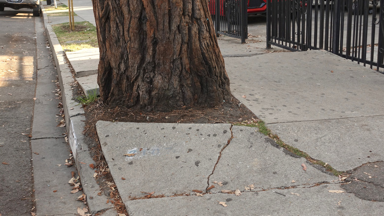 tree sidewalk crack