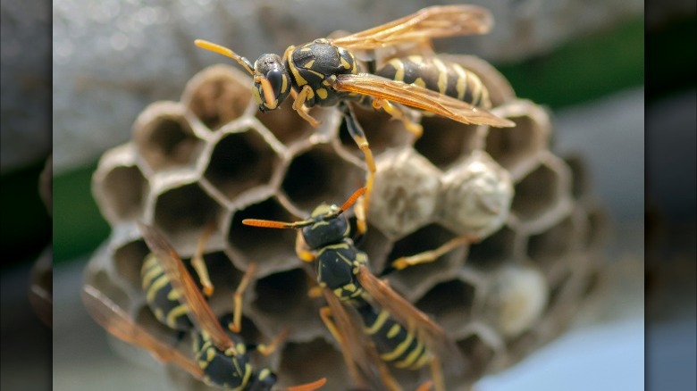 wasps on their nest