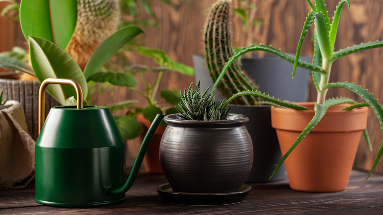 houseplants watering can