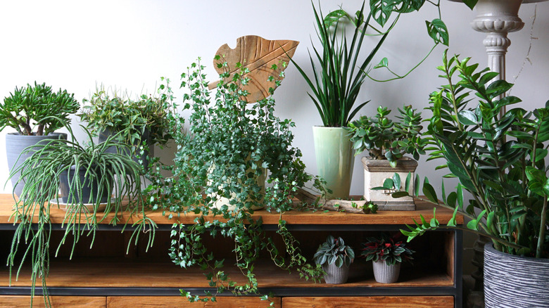 houseplants on shelf