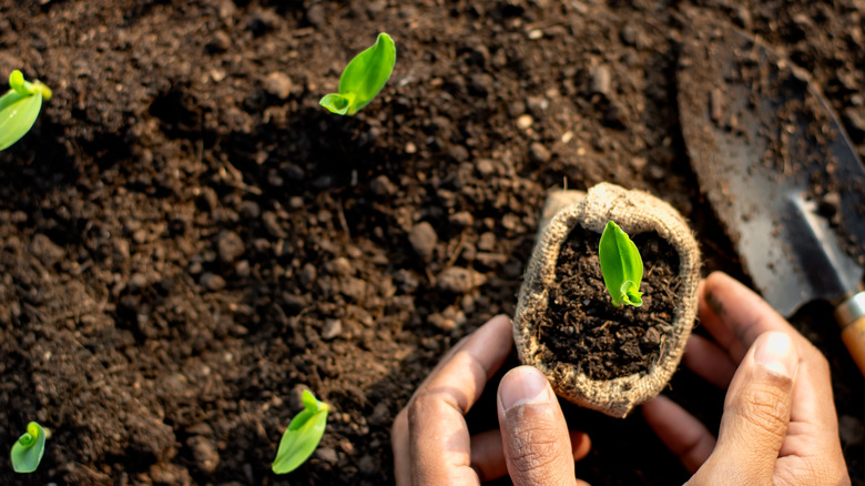 hands planting seedlings