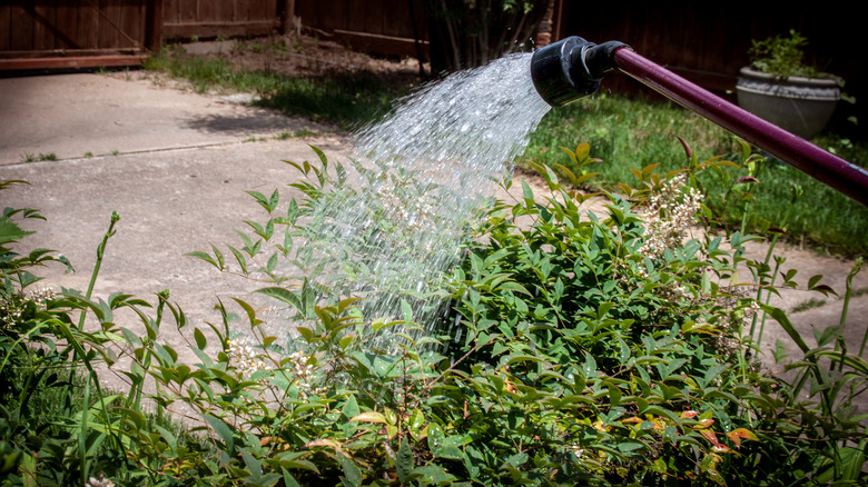 watering wand hose