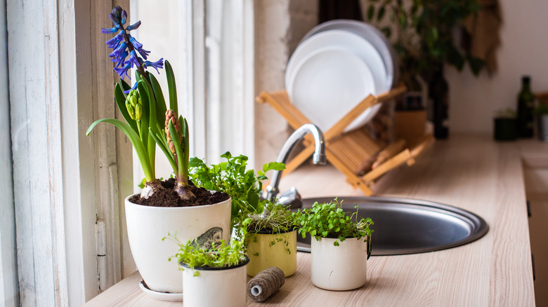 houseplants next to sink