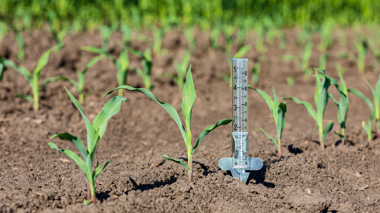 water gauge in soil