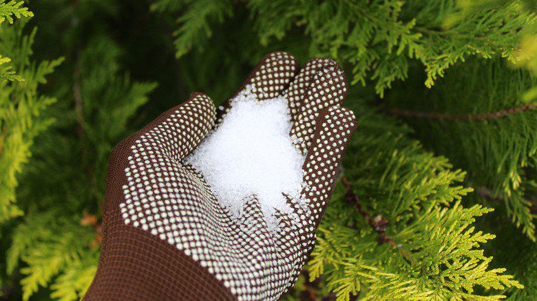 epsom salt leaves