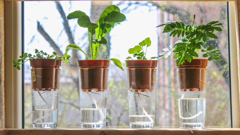 water wicking plants