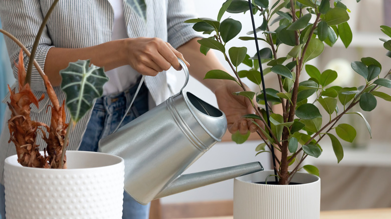 hands watering houseplant