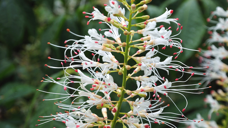 Bottlebrush buckeye fuzzy white flowers 