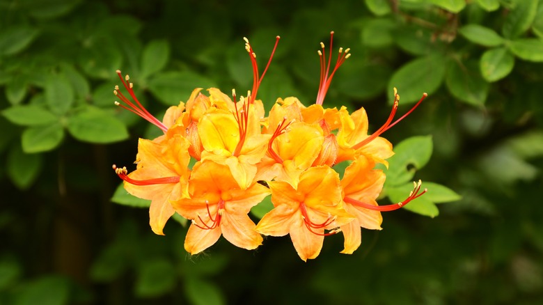 Flame azalea in yellow bloom