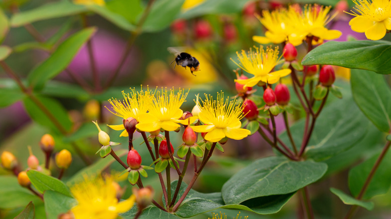 Hypericum yellow flowers and berries