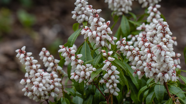 Japanese Pieris flowering in spring