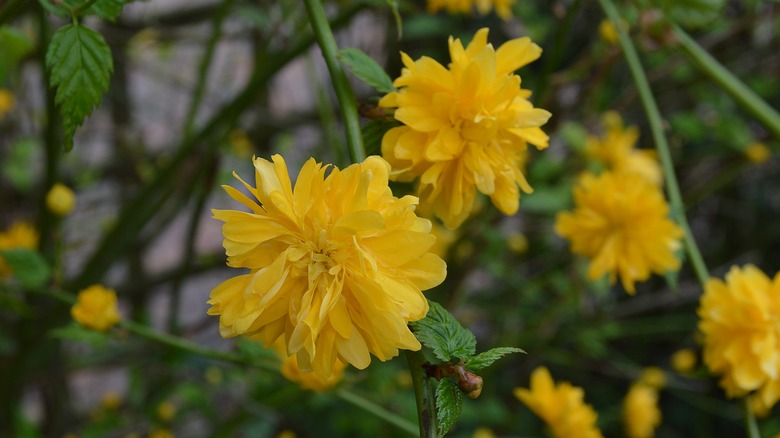 Japanese kerria close up flower