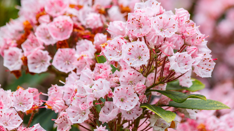 Pink mountain laurel flowers