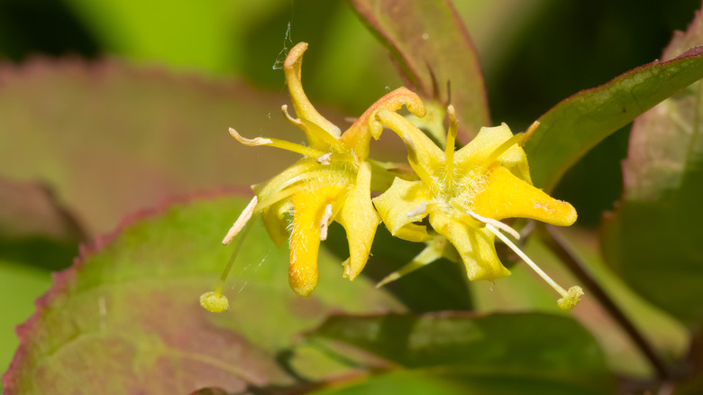 Northern bush honeysuckle in bloom