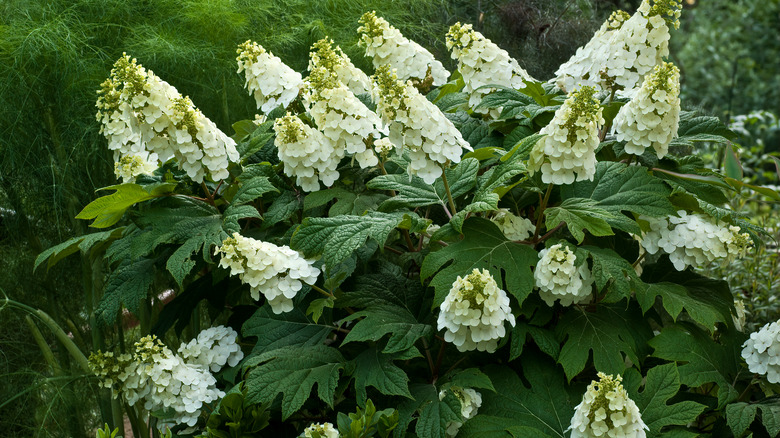 Oakleaf hydrangea with spike blooms