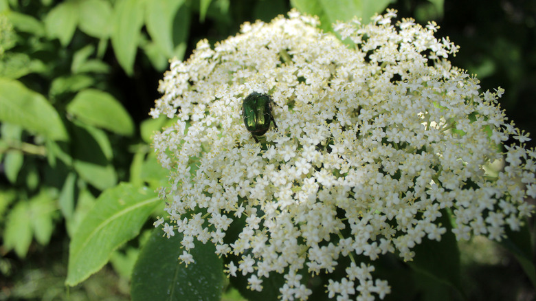 Possumhaw viburnum with white flowers