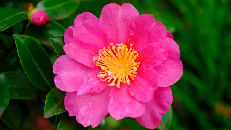 Sasanqua Camellia with pink flowers 