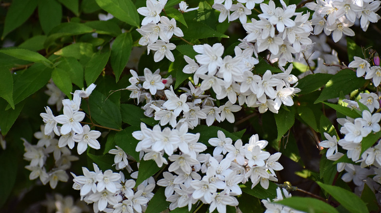 Slender deutzia flowers in shade