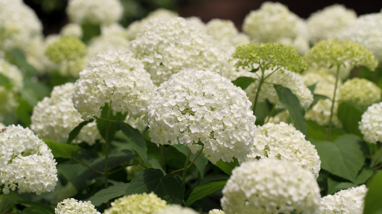 Smooth hydrangea with white flowers 